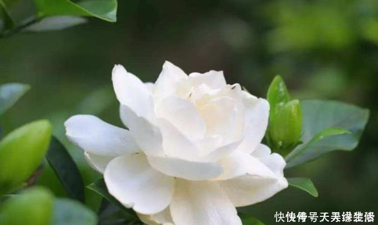 虎皮兰|3种花,最适合养卧室,释放氧气助睡眠,一觉睡到天亮