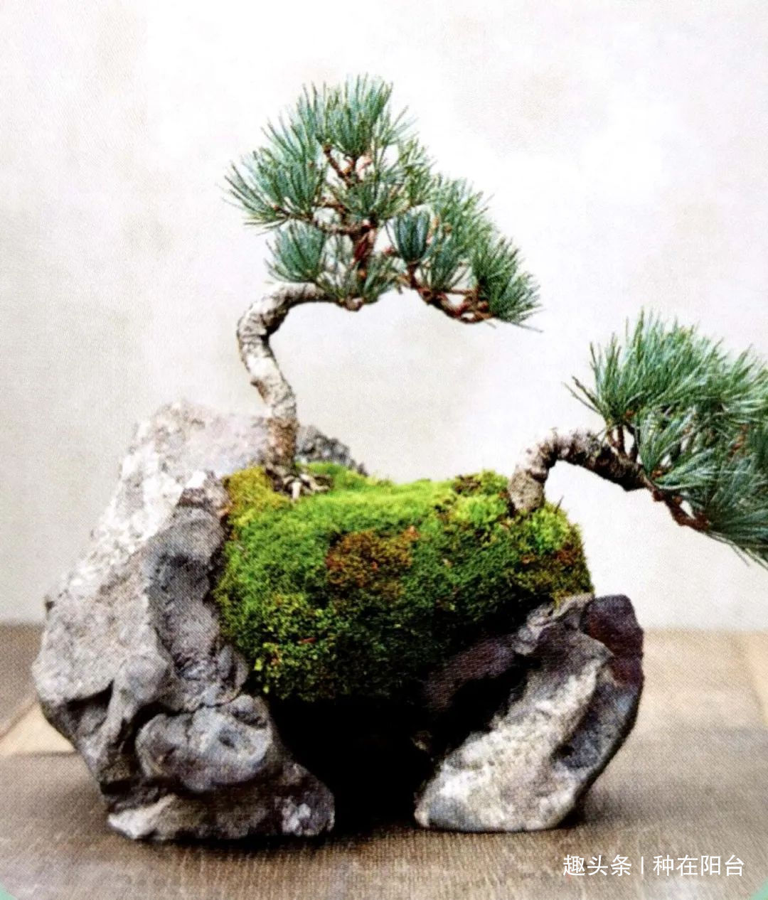魅力|“岩石与树枝”一步步完美契合,叹服附石盆景的魅力无人能挡!