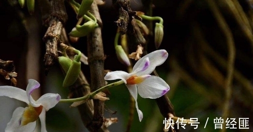 盆栽石斛兰怎么养?养护记住以下3点,花朵清新优雅,花期来得快