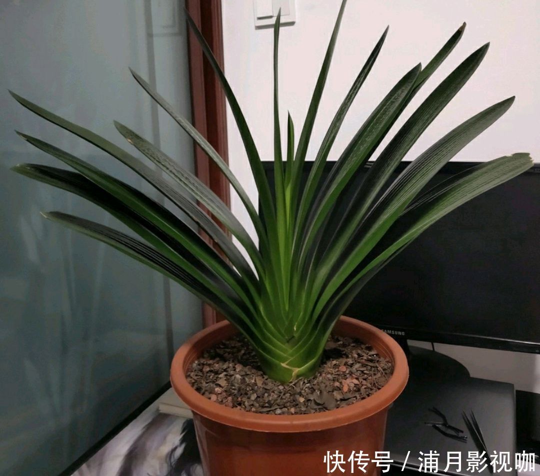 君子兰|君子兰叶片发黄乱糟糟只需换个位置，叶片绿油油，规律似蒲扇