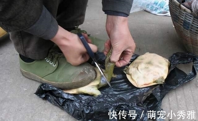 甲鱼你真的会宰杀吗?直接放血是不对的,先后顺序一定不能错