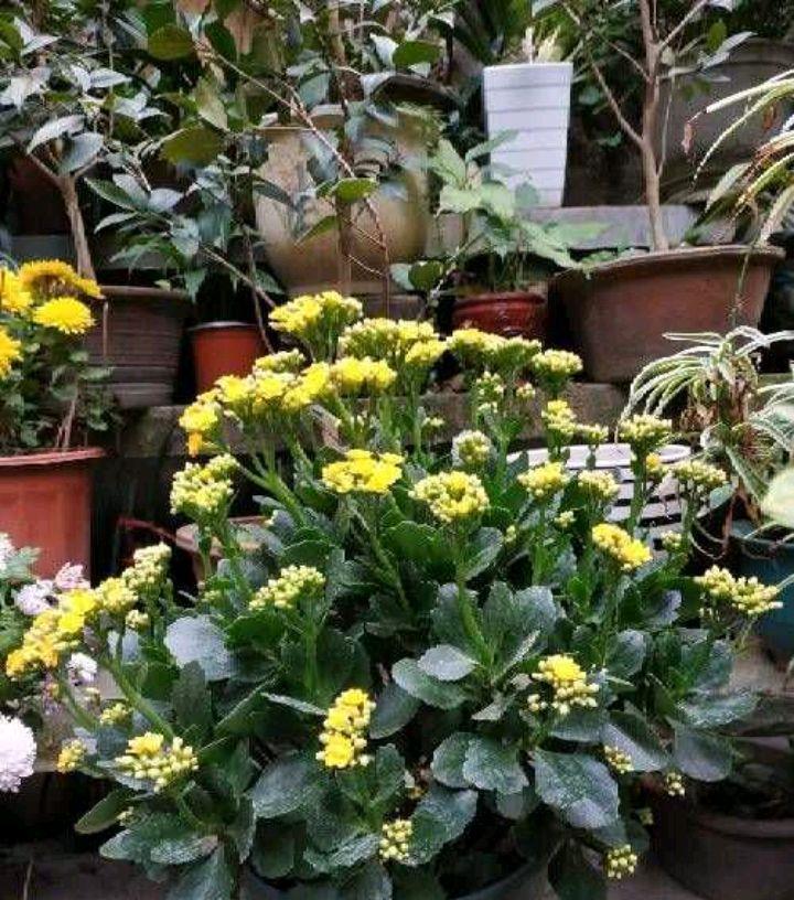 长寿花黄叶子怎么办？两个方法，叶墨绿花开得很灿烂