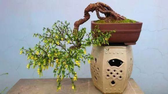 眼睛|山里的1棵老树桩,挖出来种盆里,开花后,眼睛都看直了!