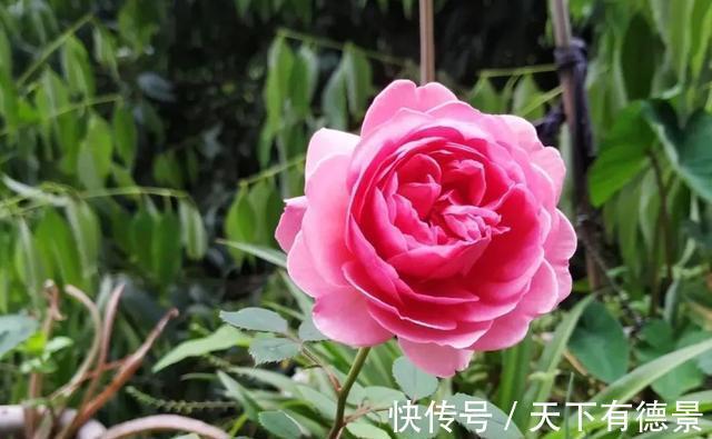 阳台上|养月季多年,筛选出8种灌木月季,适合阳台栽培,开花能力好