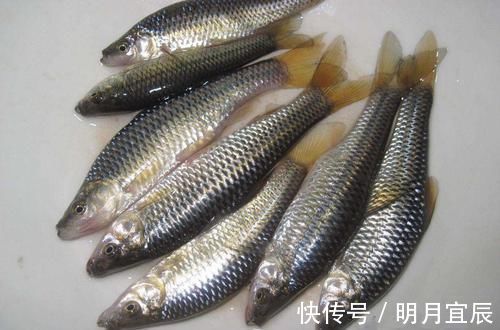 鱼类|它是钓鱼人讨厌的小杂鱼,过去泛滥成灾,现在一斤十几块