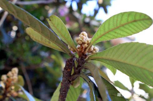 皮肤瘙痒|单方一味,气死名医!10个单味药的小偏方,横扫疾病,值得点赞!