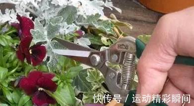 冬天了，3种花狠心剪几刀，来年枝叶疯长，开花一茬接一茬