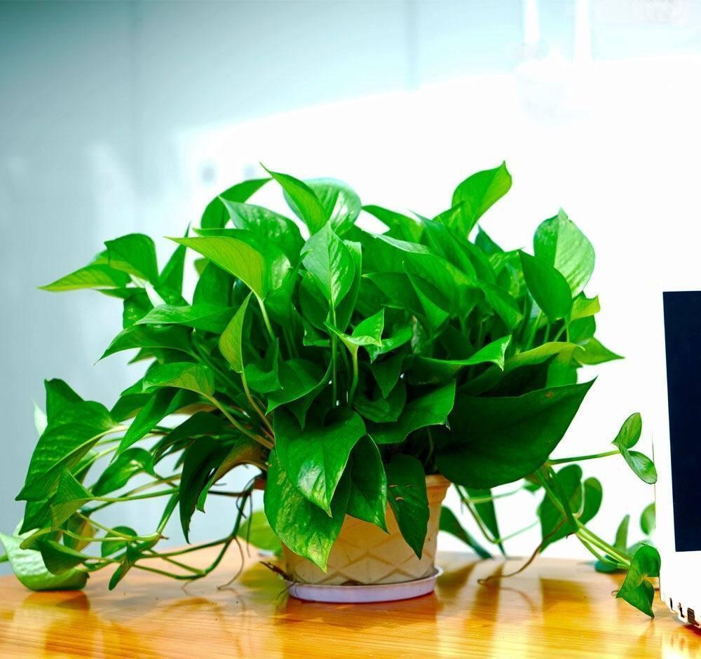 “10种花”好养又漂亮,有点散光就“生长”,花叶俱美,富贵大气