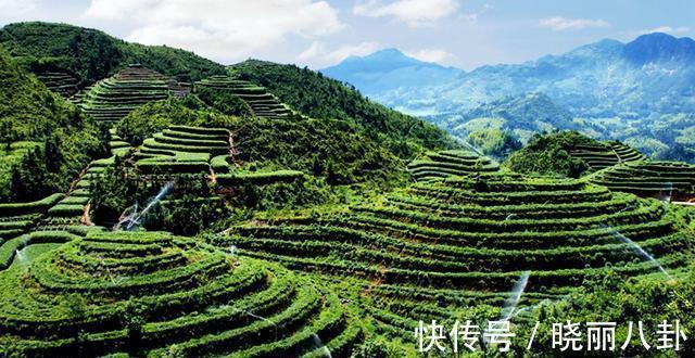 乌龙茶@茶叶保存多久?“一年茶,三年药,七年宝”啥意思?看完茅塞顿开