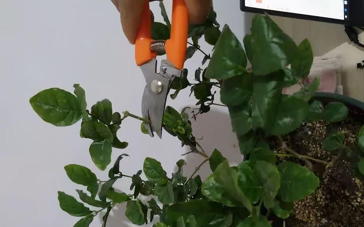 太阳花|5种漂亮花，夏天要“强剪”，剪的狠，花枝多，开出一盆花