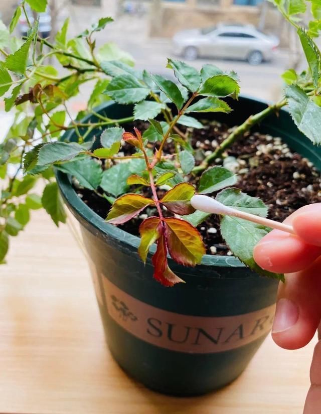 1粒小药片,碾碎丢水里,花像吃了兴奋剂疯长