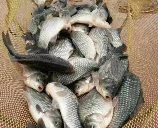 秋钓草边“三钓”、“三不钓”,用好了总有一次要爆护