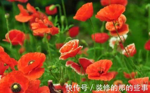 蓝星花|农历7月27号起，最适合养这些花，惹人喜爱，好养寓意好