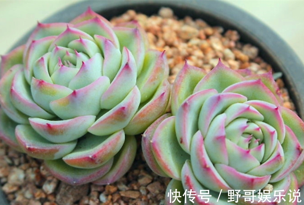 春天|多肉别名太多，一不小心就买重复，防不胜防，只能多学习点知识