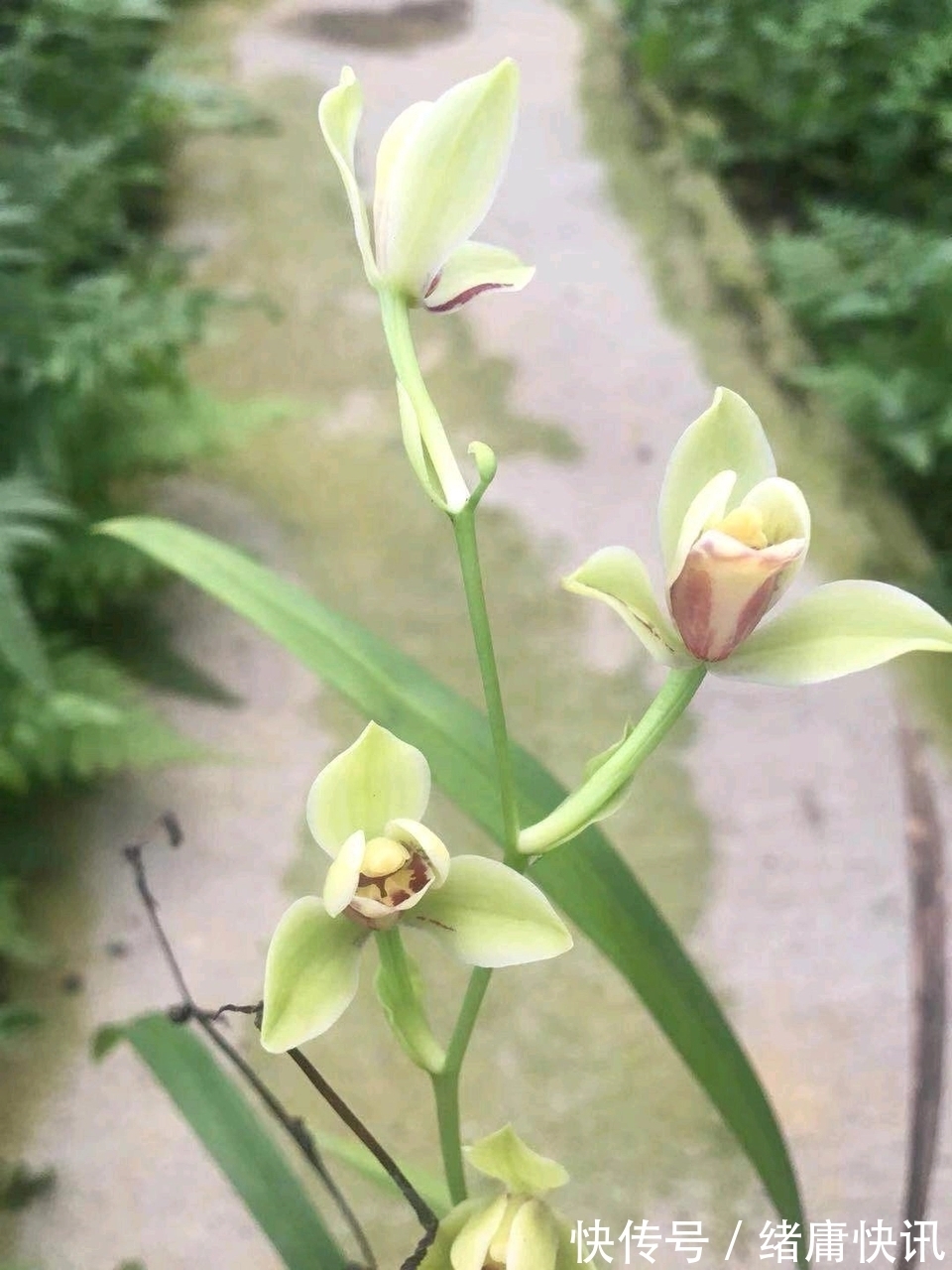 花300块买的建兰夏皇梅开花了,虽然只有一箭,不过好美好香哦