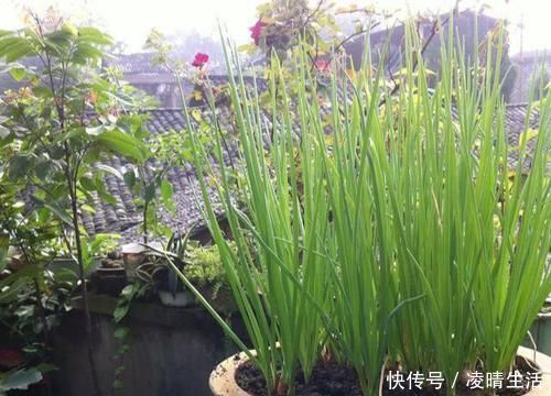 阳台种小葱，又细又黄乱糟糟？教你几招，又粗又壮，又粗又壮