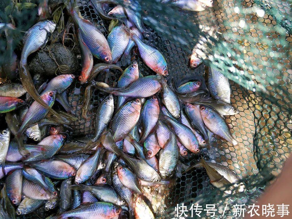 河蚌|很苦的小鱼,俗称“苦屎片”,农村小河一捞一大桶,如今5元1条