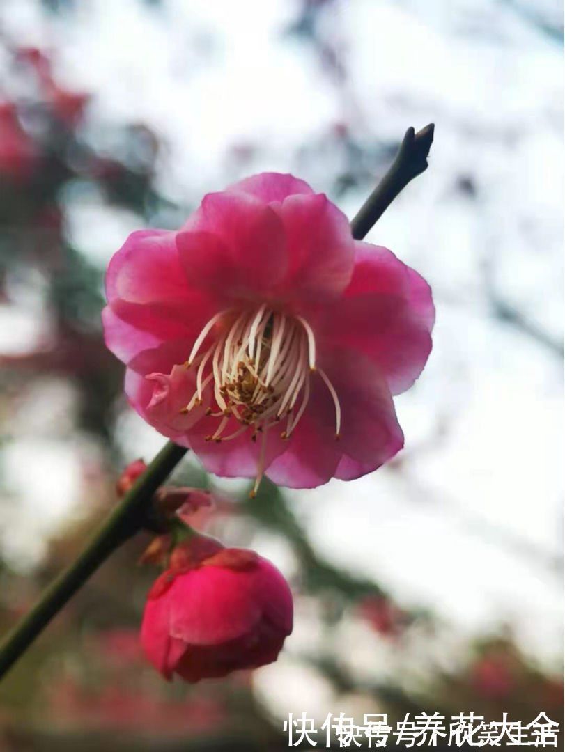 古代|古人喜欢的花,一直传承至今,每一种都超有气质