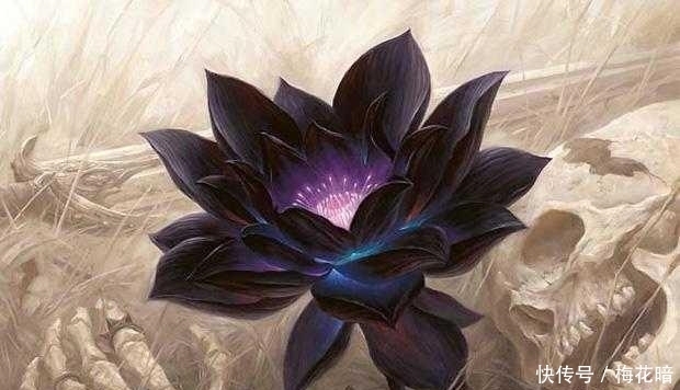 黑色|这个世界上有黑颜色的花吗？