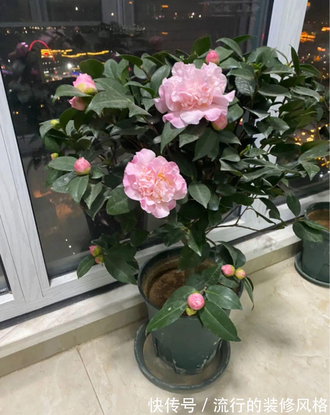 君子兰|8种花夏天不能买,买回来就死,白浪费钱