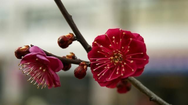 这“3种”树,养成室内“老桩盆景”,观赏价值高,越养越耐看