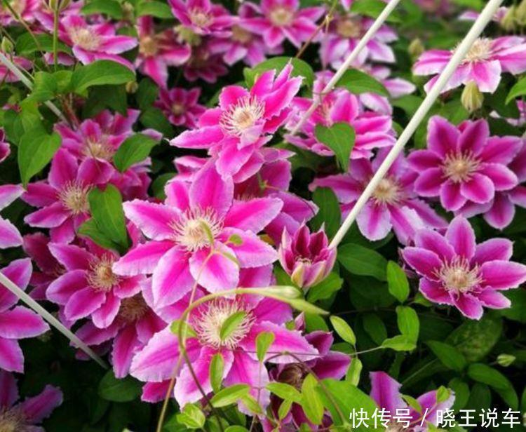 芍药花|5种花颜值超高的,开花爆盆很简单,满树都是花朵,花量超大的