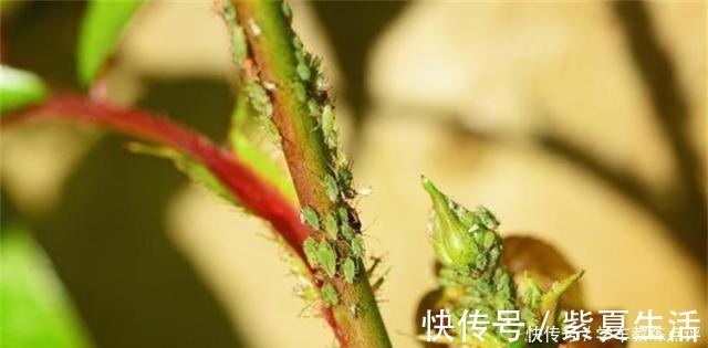 老表|月季蚜虫难消除,喷一种“液体”,蚜虫隔天就“嗝屁”,简单实用!