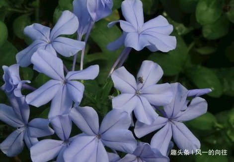 这三种花真是夏季必备，天气越是炎热越能花开爆满盆