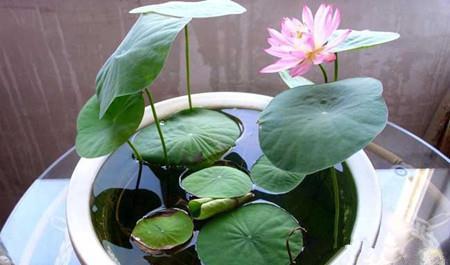 用旧水缸养花,是个不错的选择