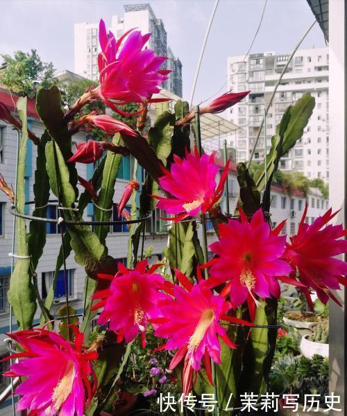 此花,花型硕大开花不见叶,颜值超荷花,比绿萝好养!