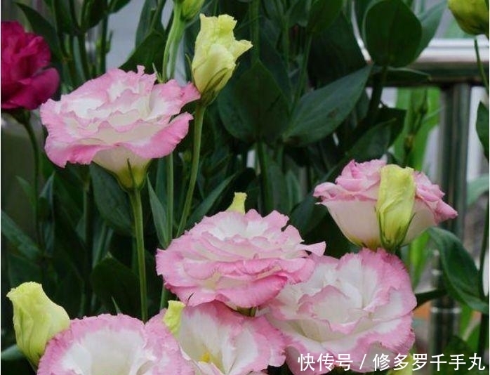 3种花花朵硕大、花期长，比牡丹还美，比吊兰好养，你养了吗