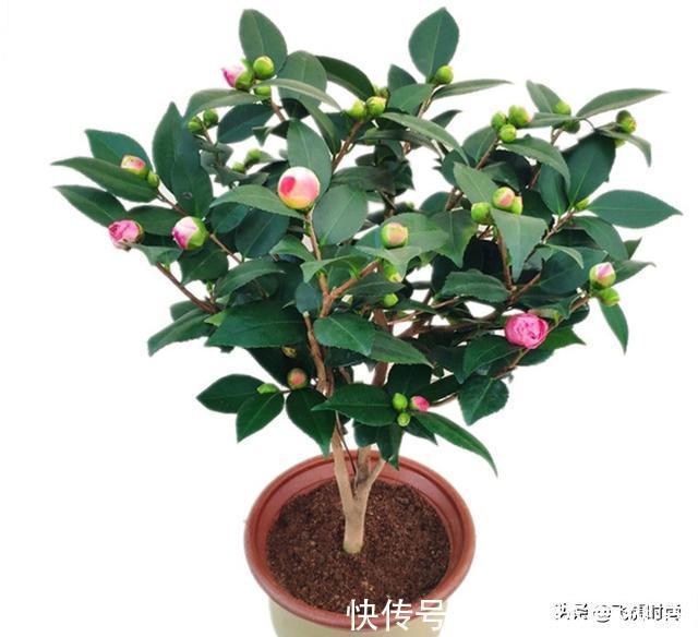 落蕾|初春养茶花,记住三个事项和注意要点,不落蕾也不掉叶