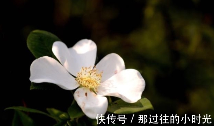 花瓣|农村这种长满刺的植物,果实可以酿酒,男人喝了有好处