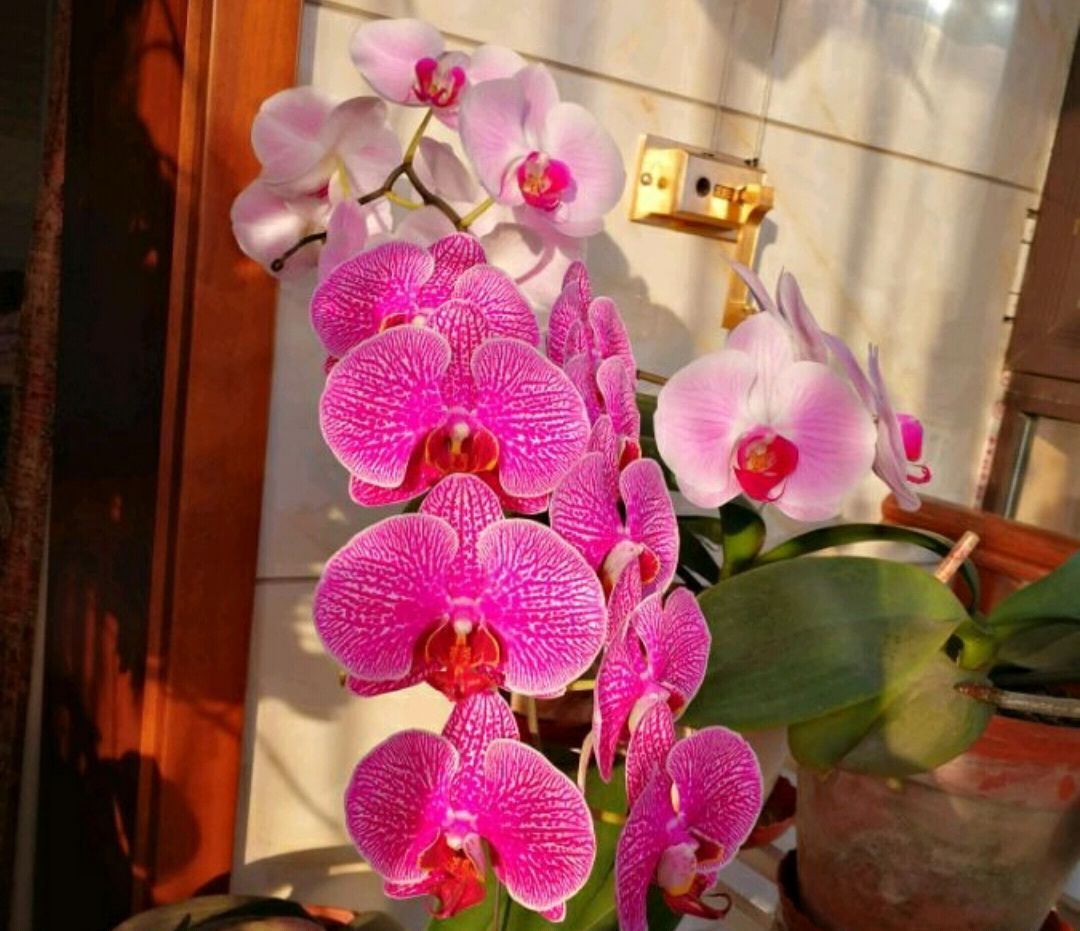 看吧|蝴蝶兰的叶片被谁啃了熟悉的“小偷”在作怪,来看看吧