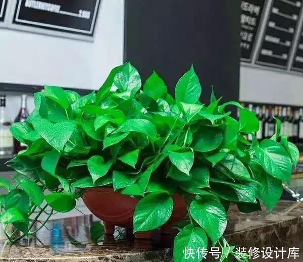 种情况|绿萝叶子打蔫、发软、不精神,一个小技巧,叶子又绿、又挺实