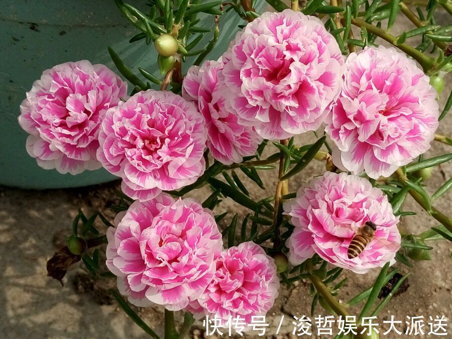 漂亮|最好养的花，丢土里就能活，漂亮似牡丹，全年开花爆盆，值得拥有