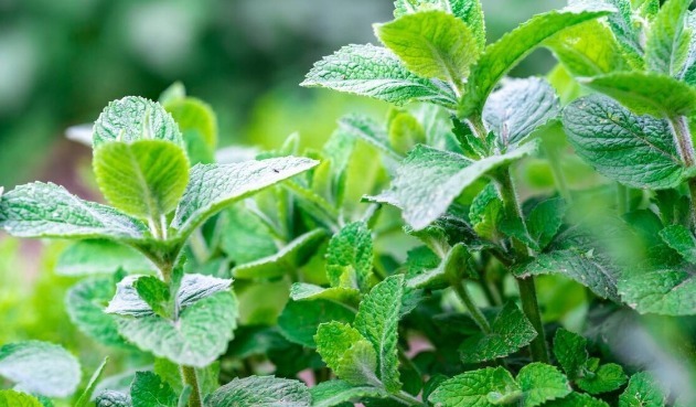 野菜|春天挖野菜,送你56种野菜大图片,带你见识不同的野菜和吃法