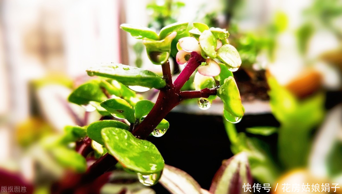 宁干|金枝玉叶浇水时，掌握好4个技巧，就能不黄叶，不烂根，枝繁叶茂