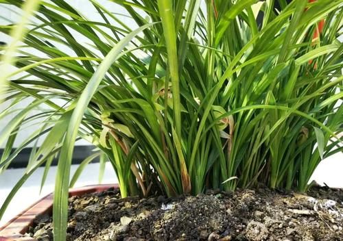 3月份养春兰和蕙兰，护花催芽两不误，有哪些技巧？