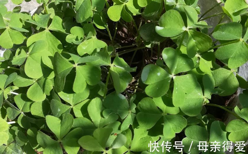 简单又好养的3种花卉,其中一种被毛爷爷赞赏