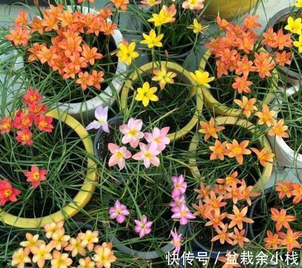 凌霄花|9种漂亮花，热不死晒不怕，开花大半年，没有病虫害，38度成花海