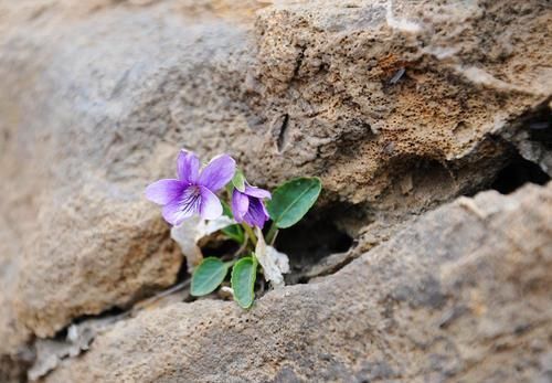 七夕$留白诗14首枝头白露频侵骨,梦里青春已隔尘