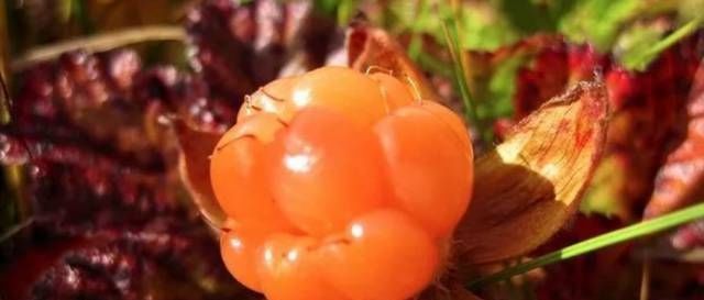 草莓|世界上最贵的水果,吃过3种以上的都是土豪啊