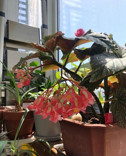  逼人|香气逼人的4种花，家里养一盆，一年四季开花不断