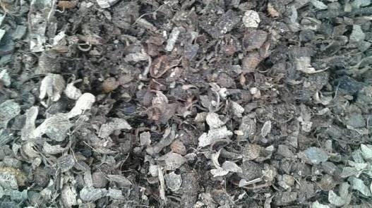 如何养殖君子兰，侧芽蹭蹭往外冒施肥用它们，盆栽新芽窜不停