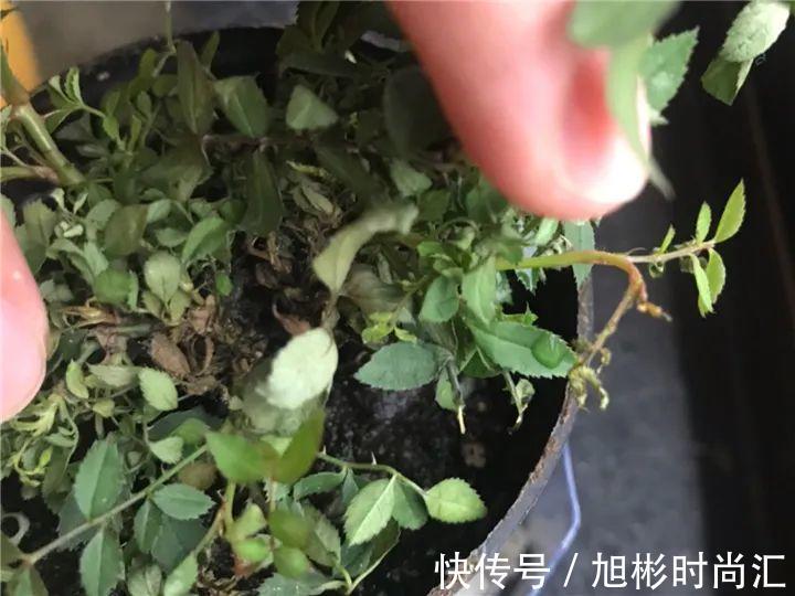 10种花，一天不见水就萎缩，狂补水就对了！