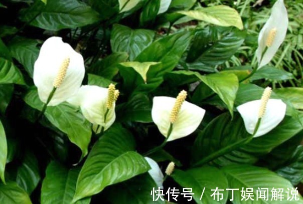 招财树|4种“吸毒花”,再贵也要养一盆,尤其第三种,让家人更健康!