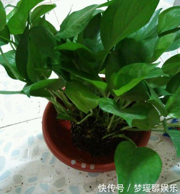 路边“捡”3种废弃物,开水烫一烫,养绿萝君子兰“根粗叶绿”