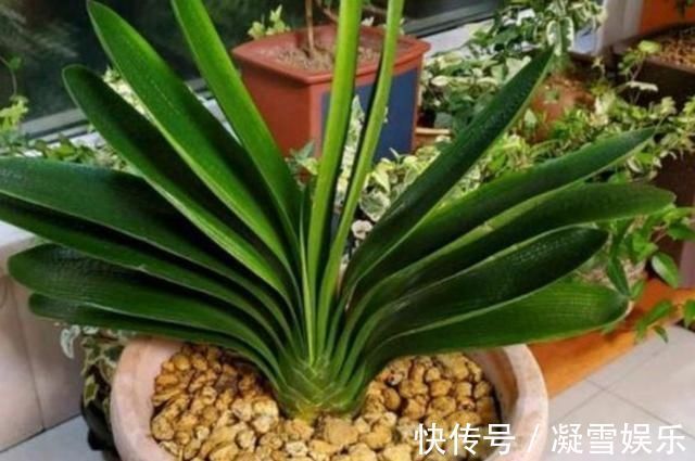 夏天|养君子兰，夏天做好4件事，避免黄叶烂根，安全度夏