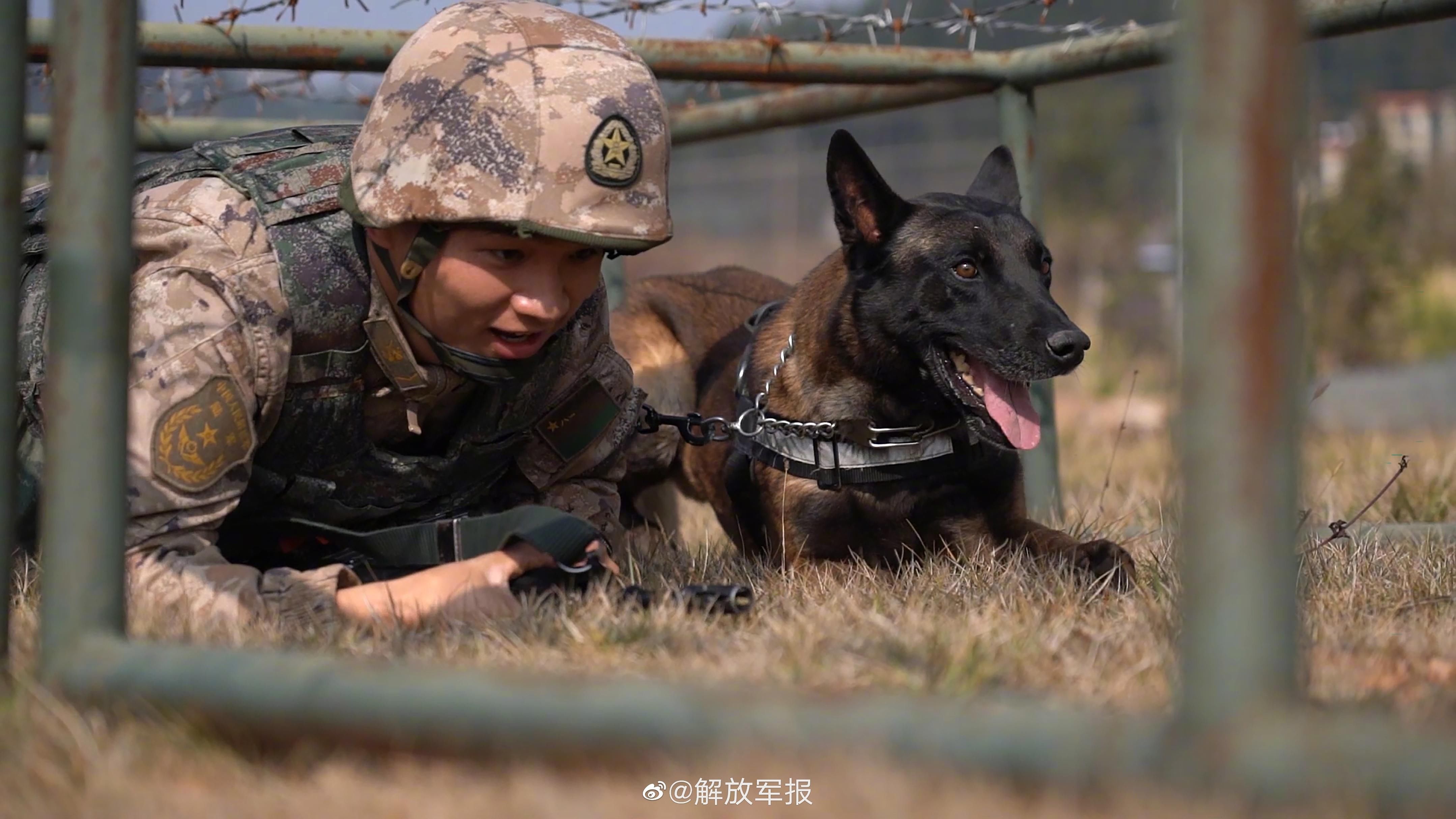 軍犬訓練考核有多酷?走進訓練場一起看